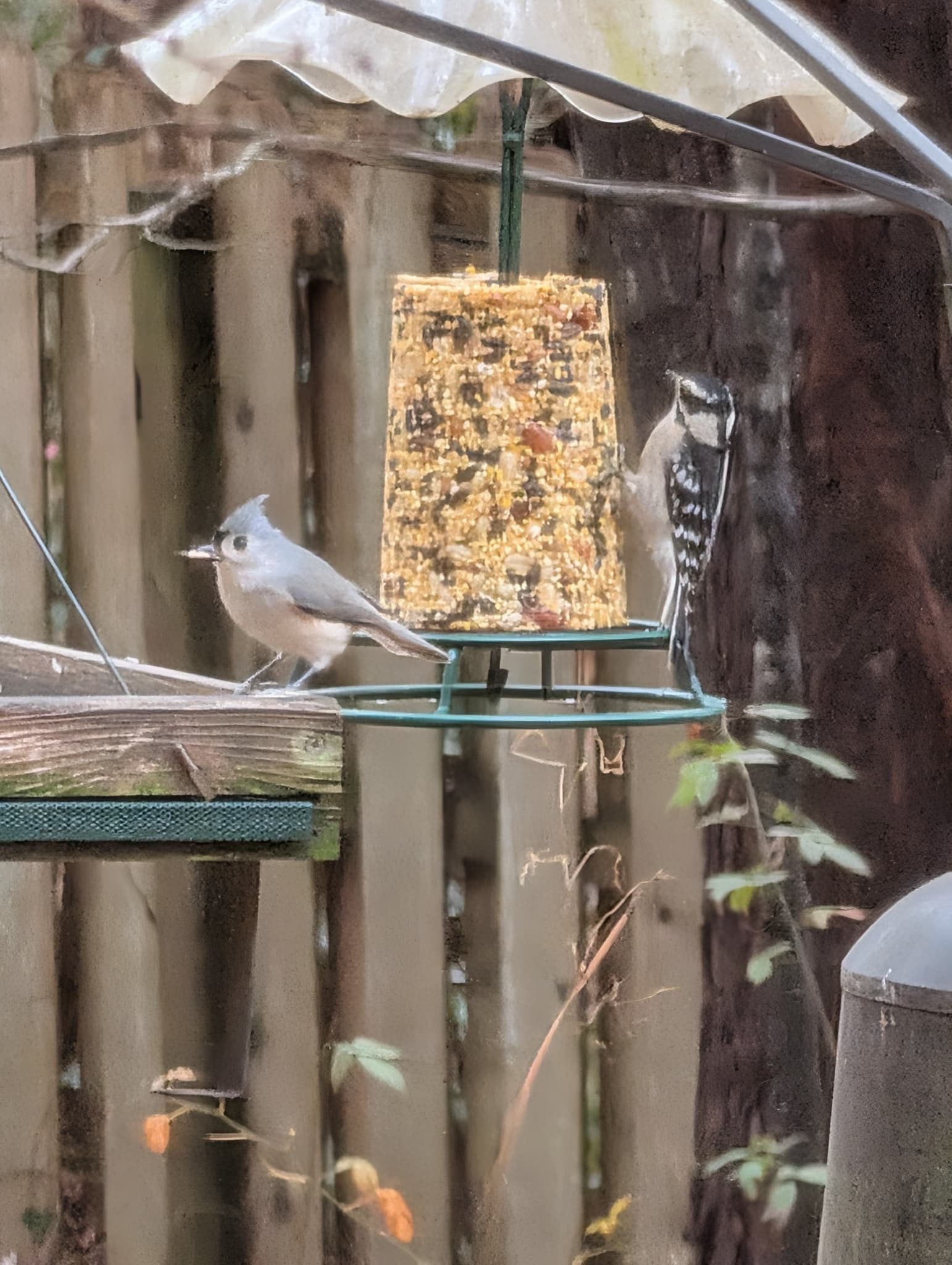 Tufted Titmouse