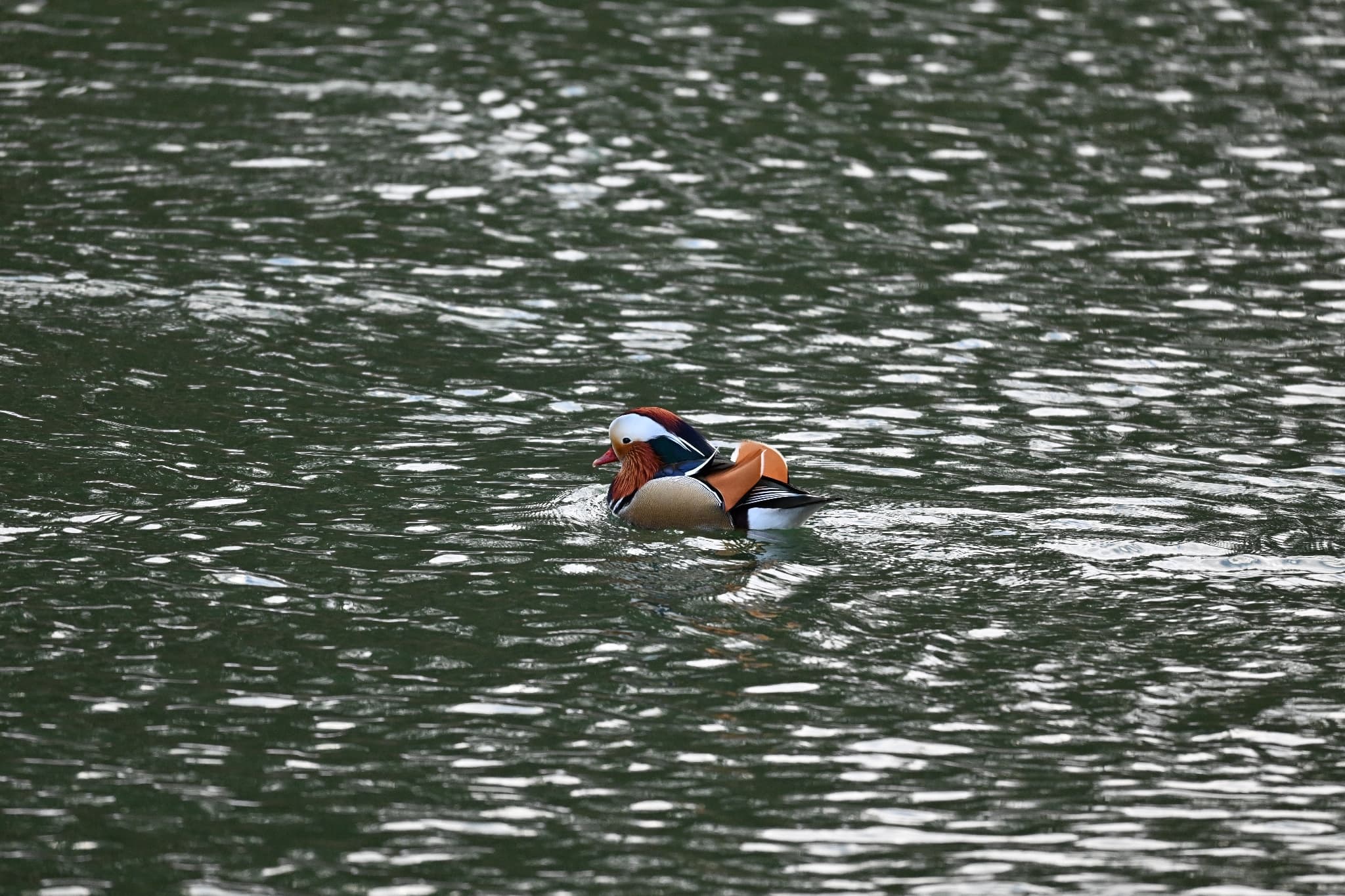 Mandarin Duck
