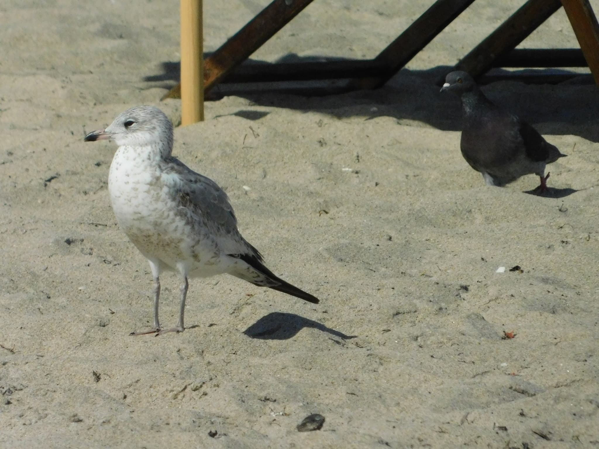 Ring-billed Gull
