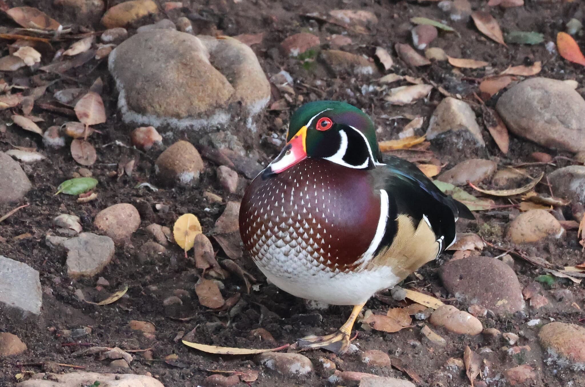 Wood Duck