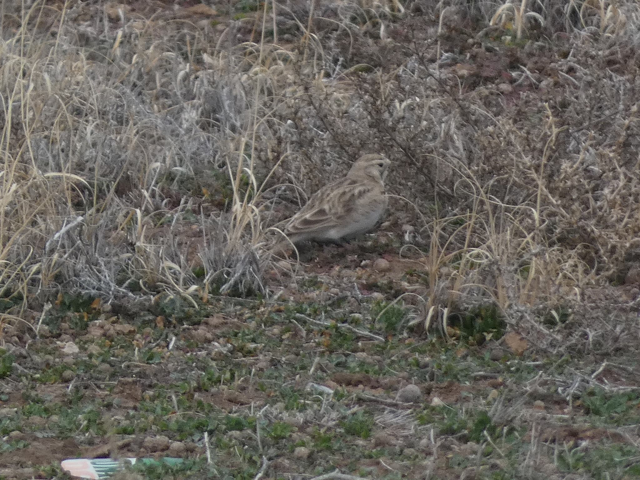 Horned Lark