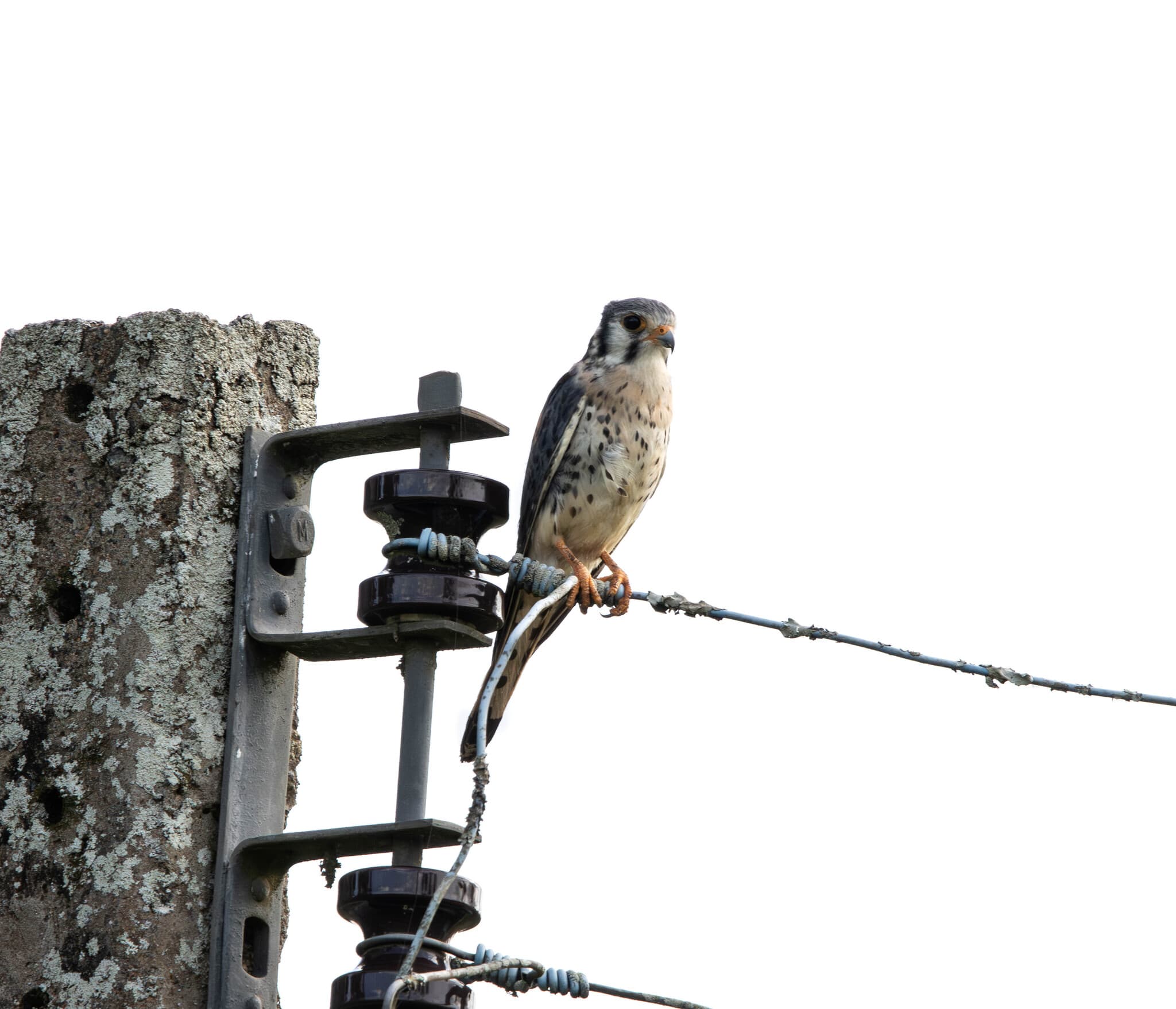 American Kestrel