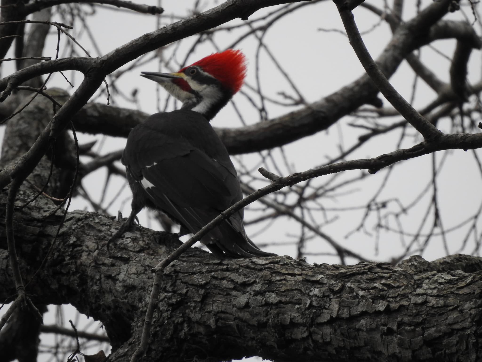Pileated Woodpecker