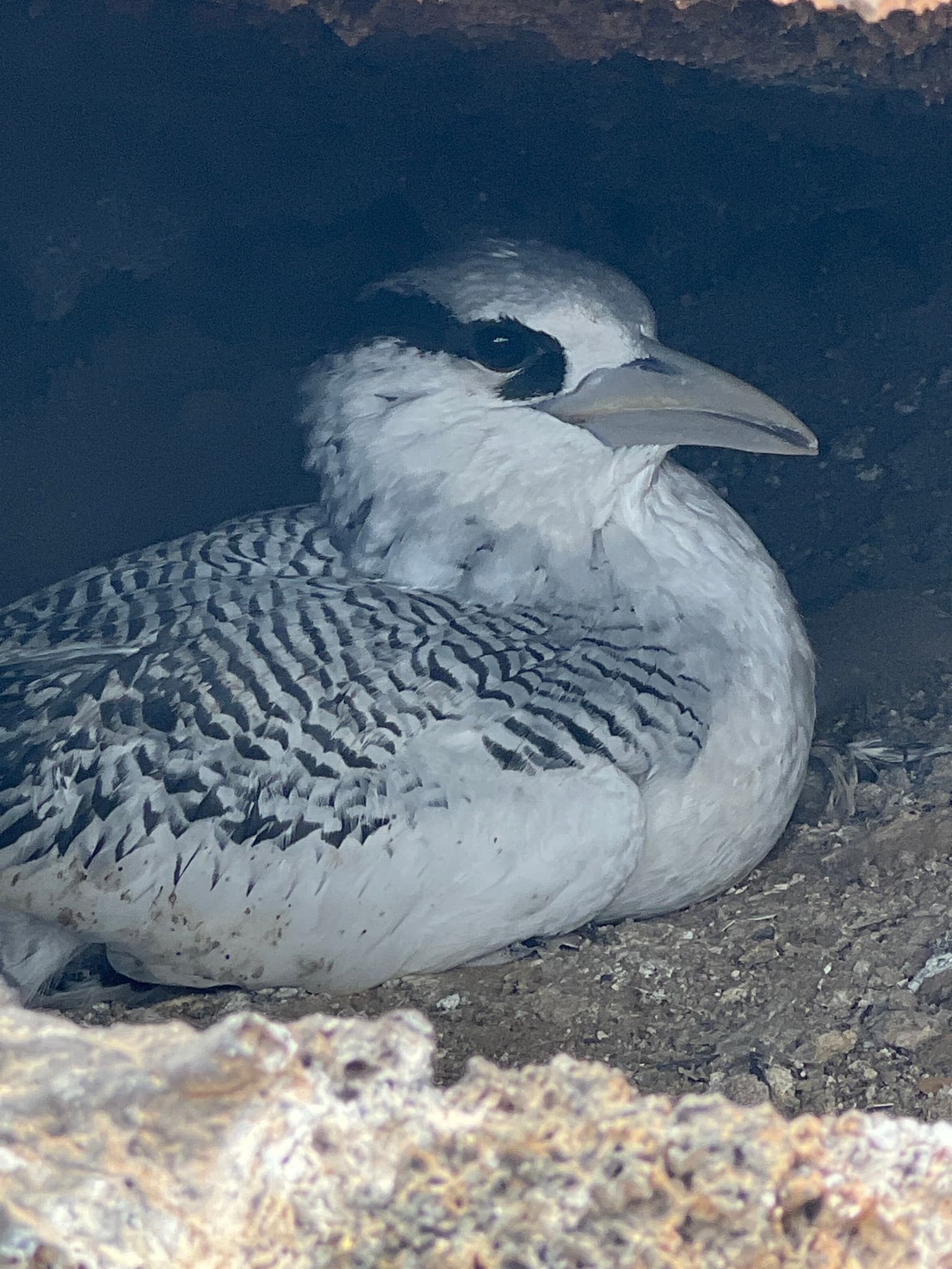 Red-billed Tropicbird