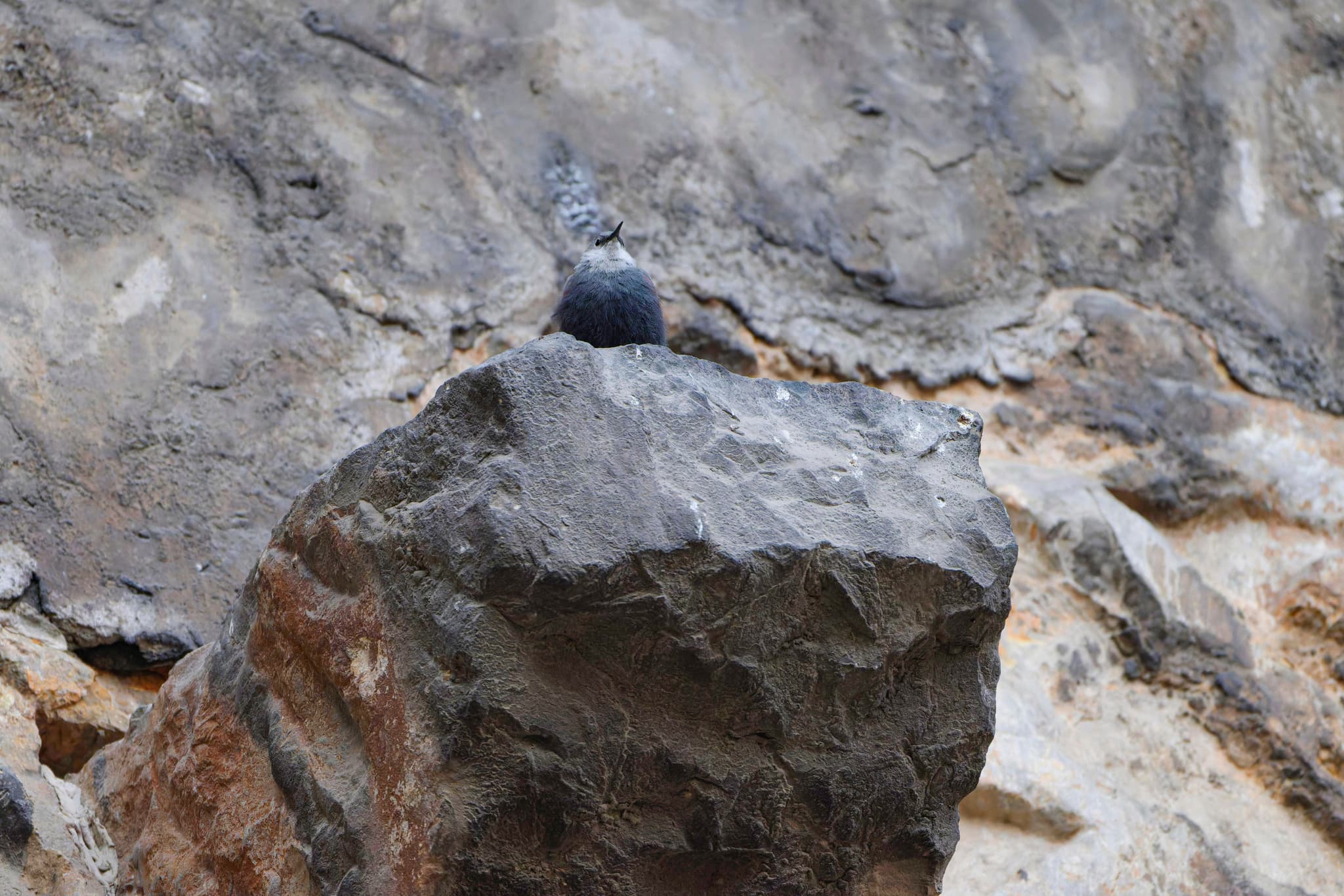Wallcreeper