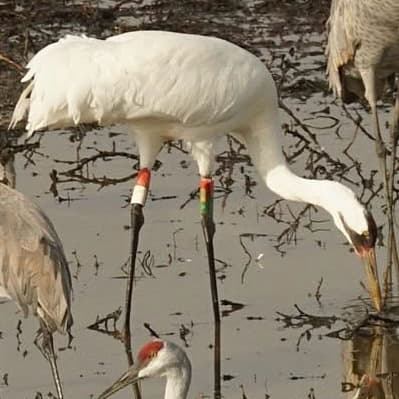 Whooping Crane