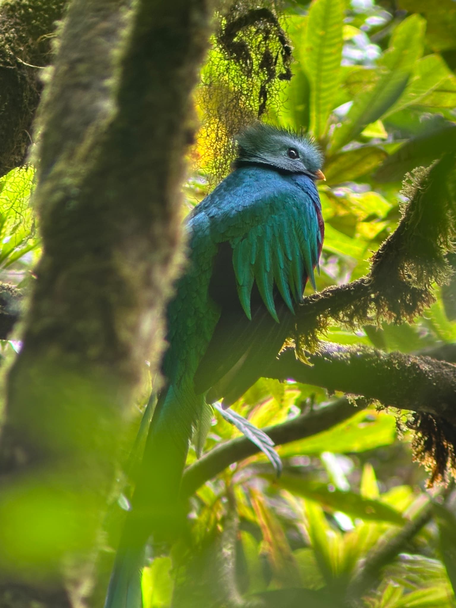 Resplendent Quetzal