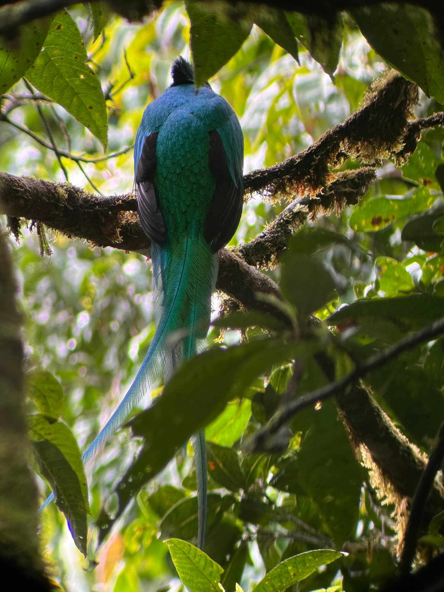 Resplendent Quetzal