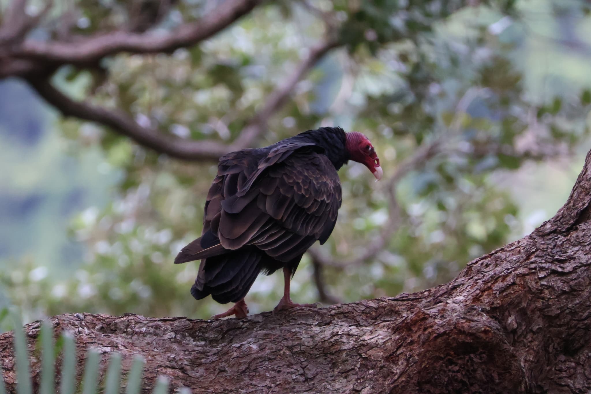Turkey Vulture