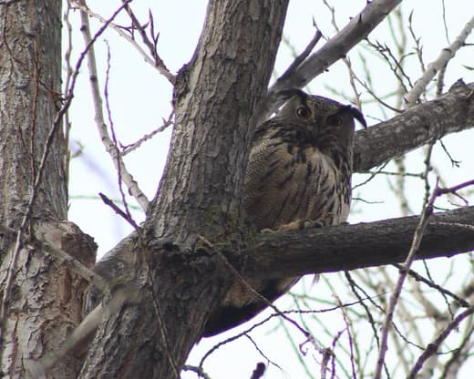 Eurasian Eagle-Owl
