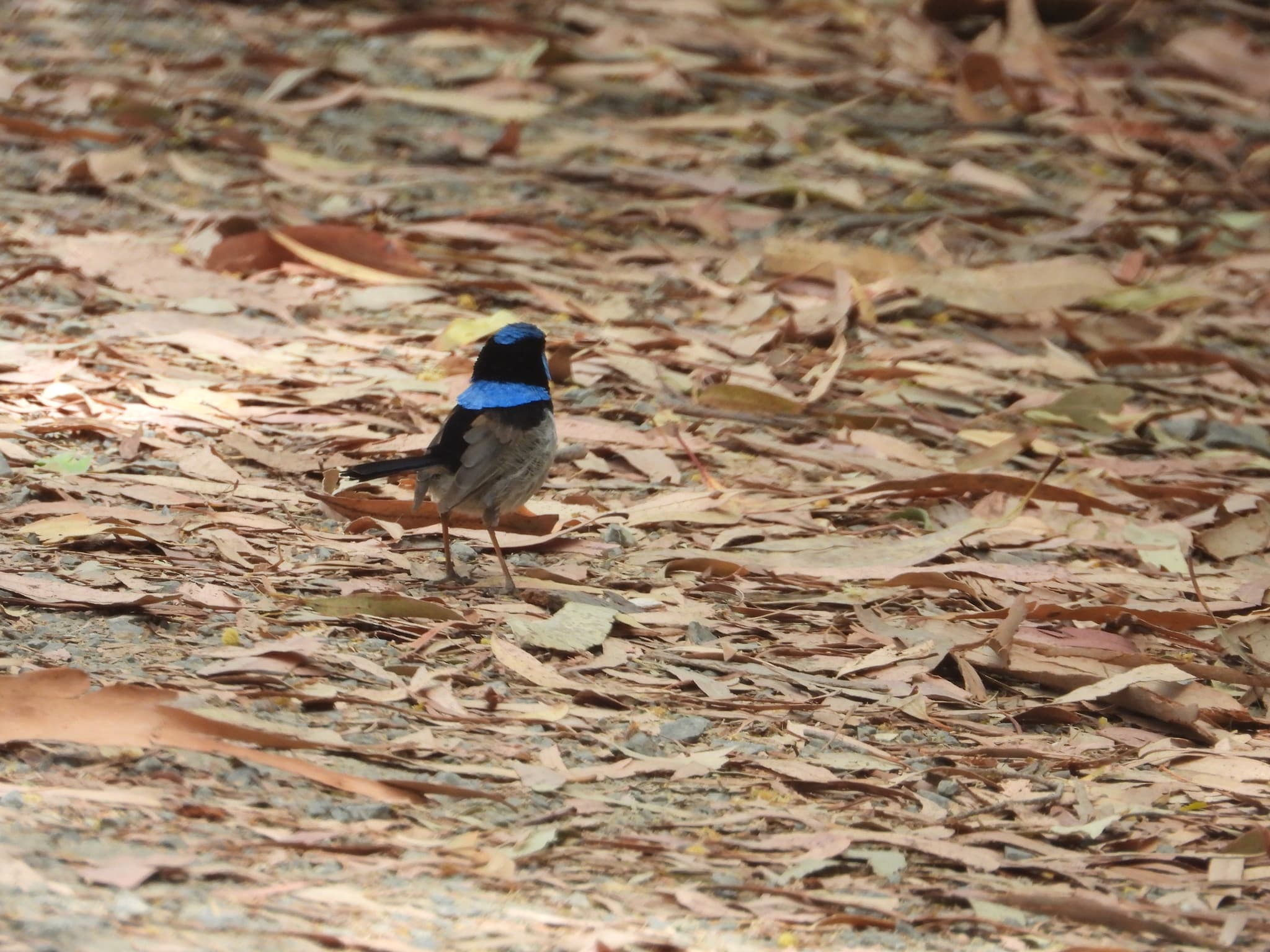 Superb Fairy-wren