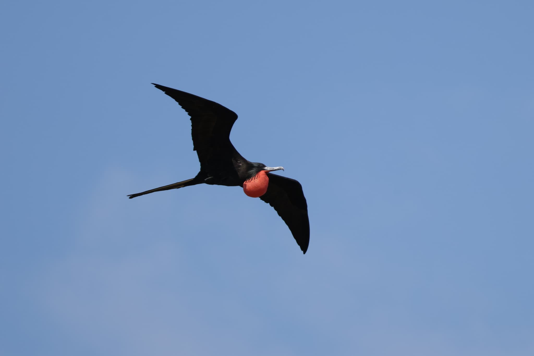 Magnificent Frigatebird