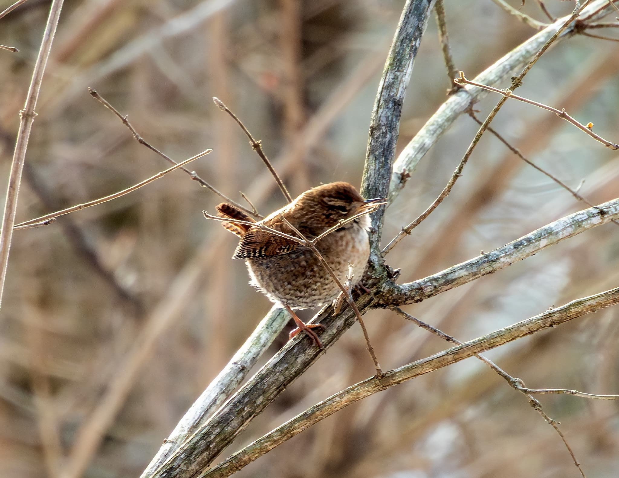 Winter Wren