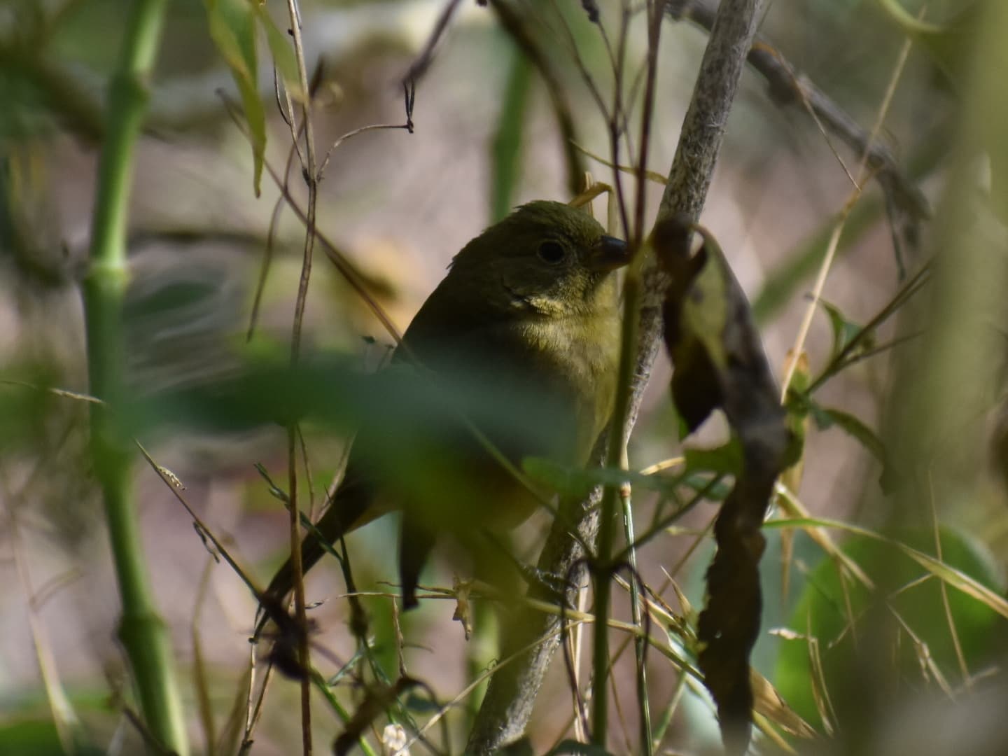 Painted Bunting