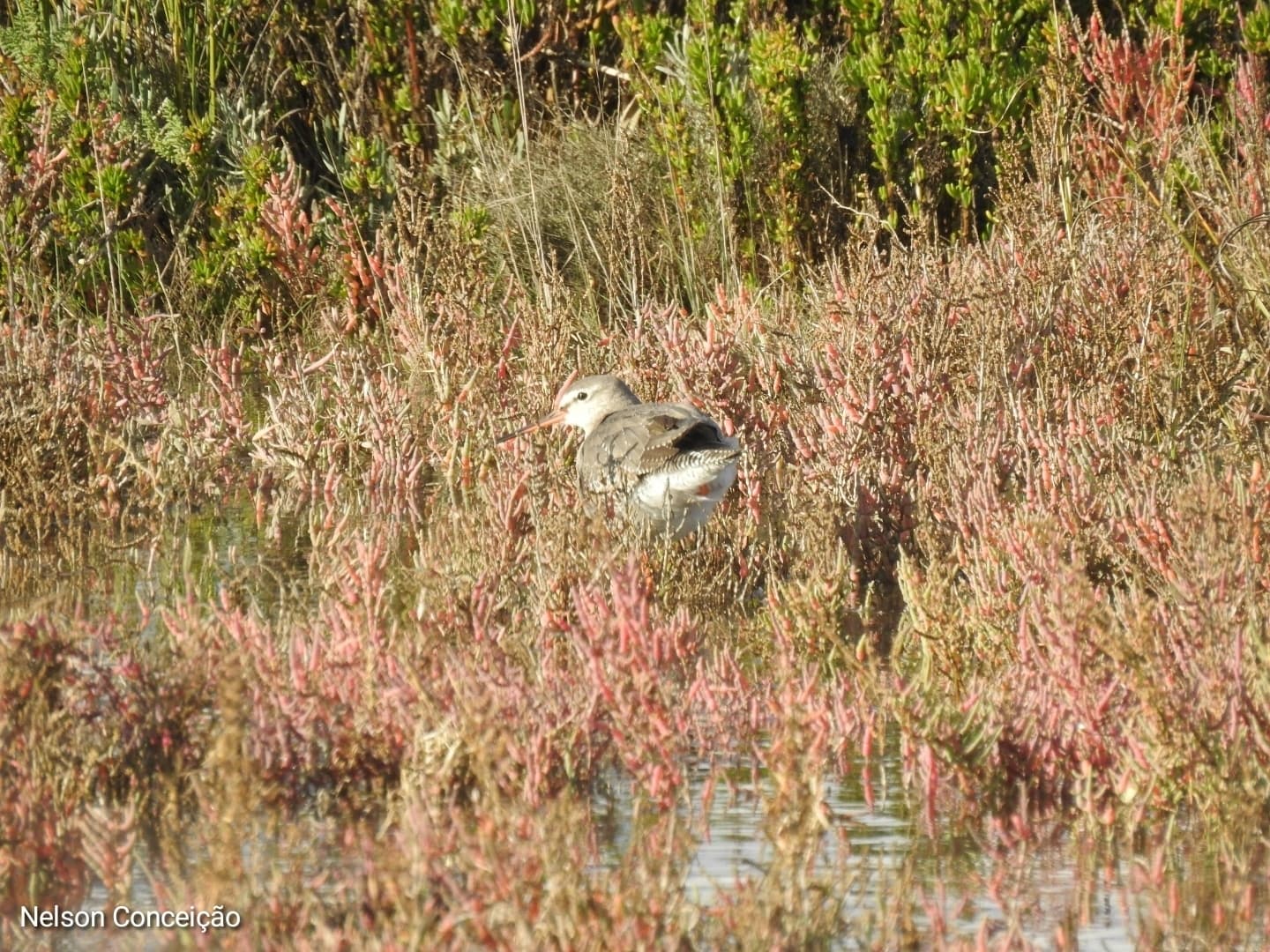 Spotted Redshank