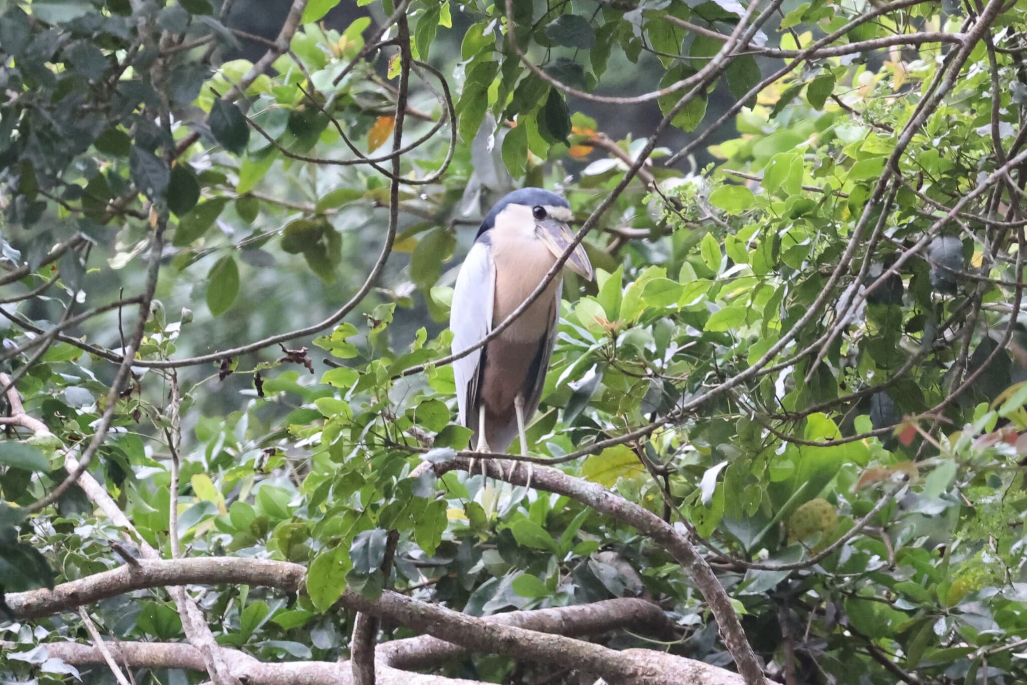 Boat-billed Heron