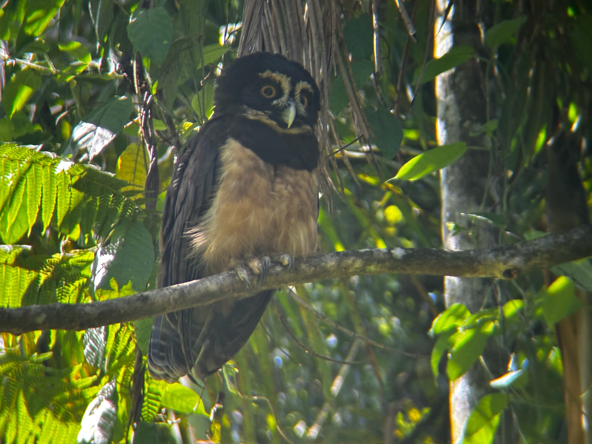 Spectacled Owl