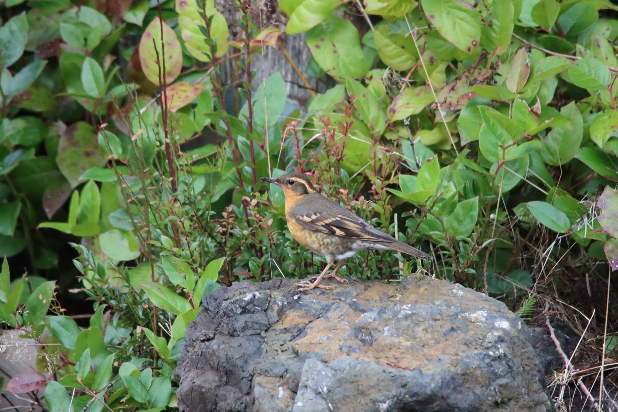 Varied Thrush