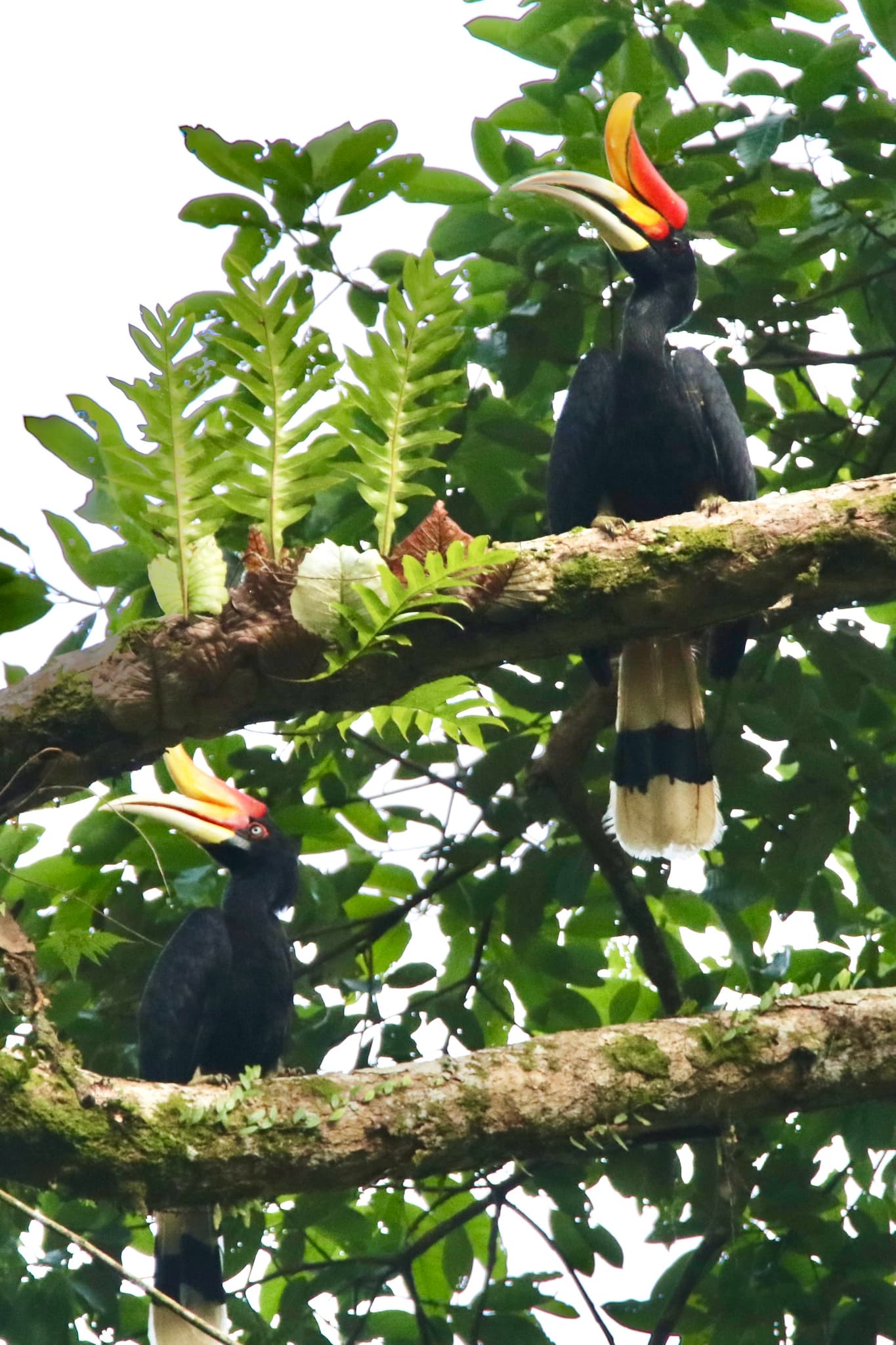 Rhinoceros Hornbill