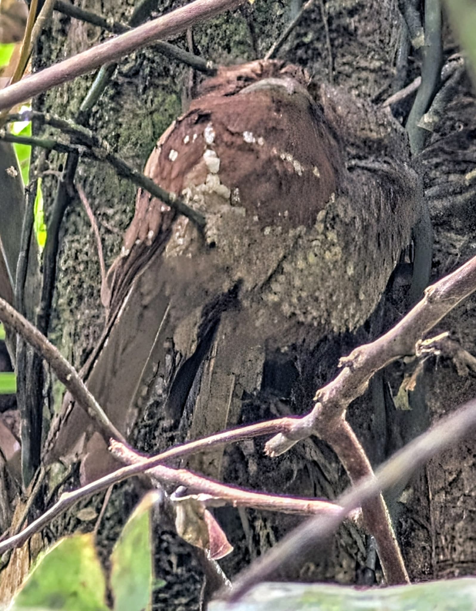 Sri Lanka Frogmouth