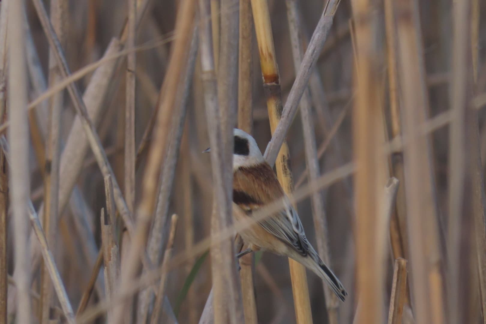 Penduline Tit