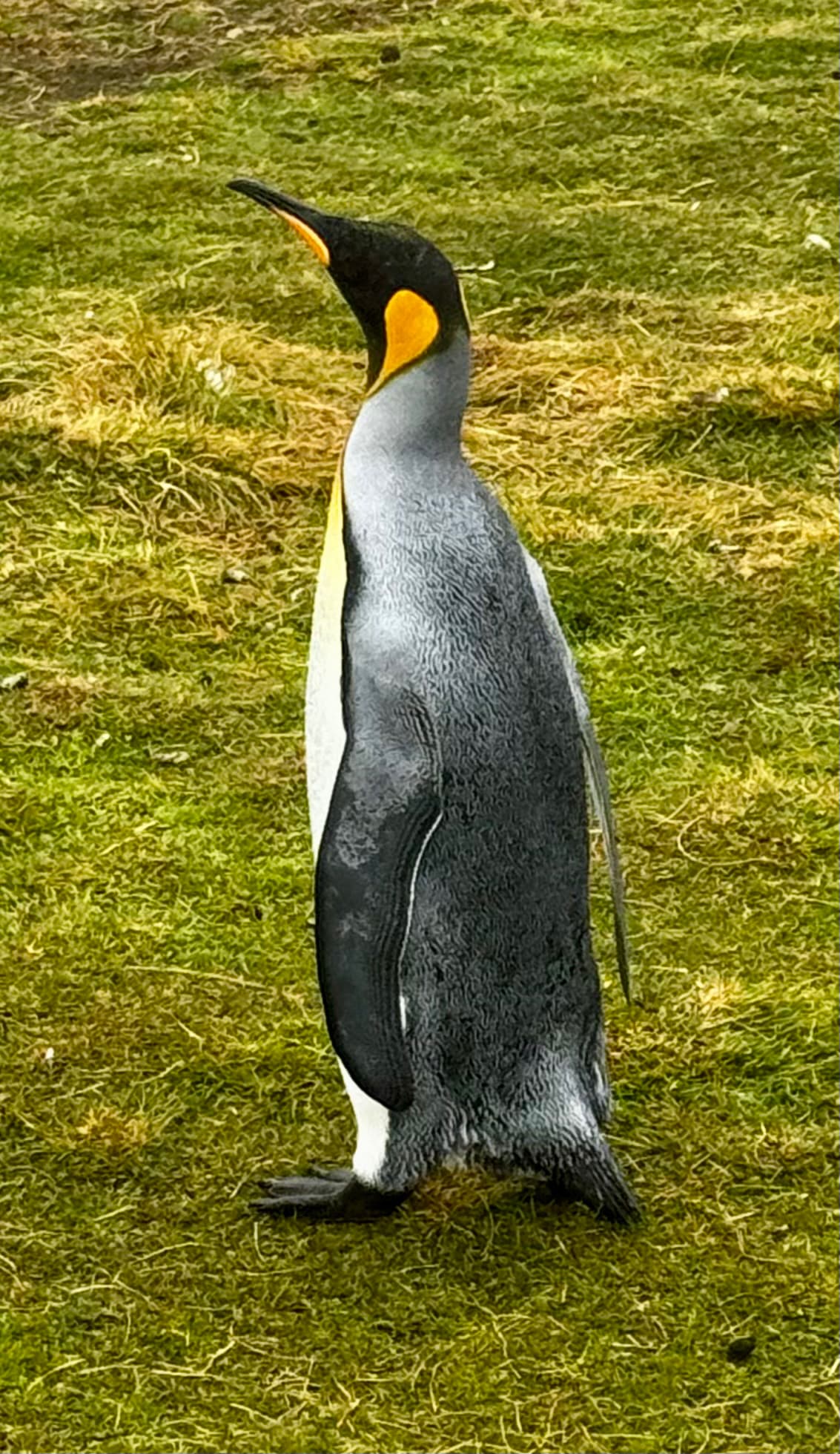 King Penguin