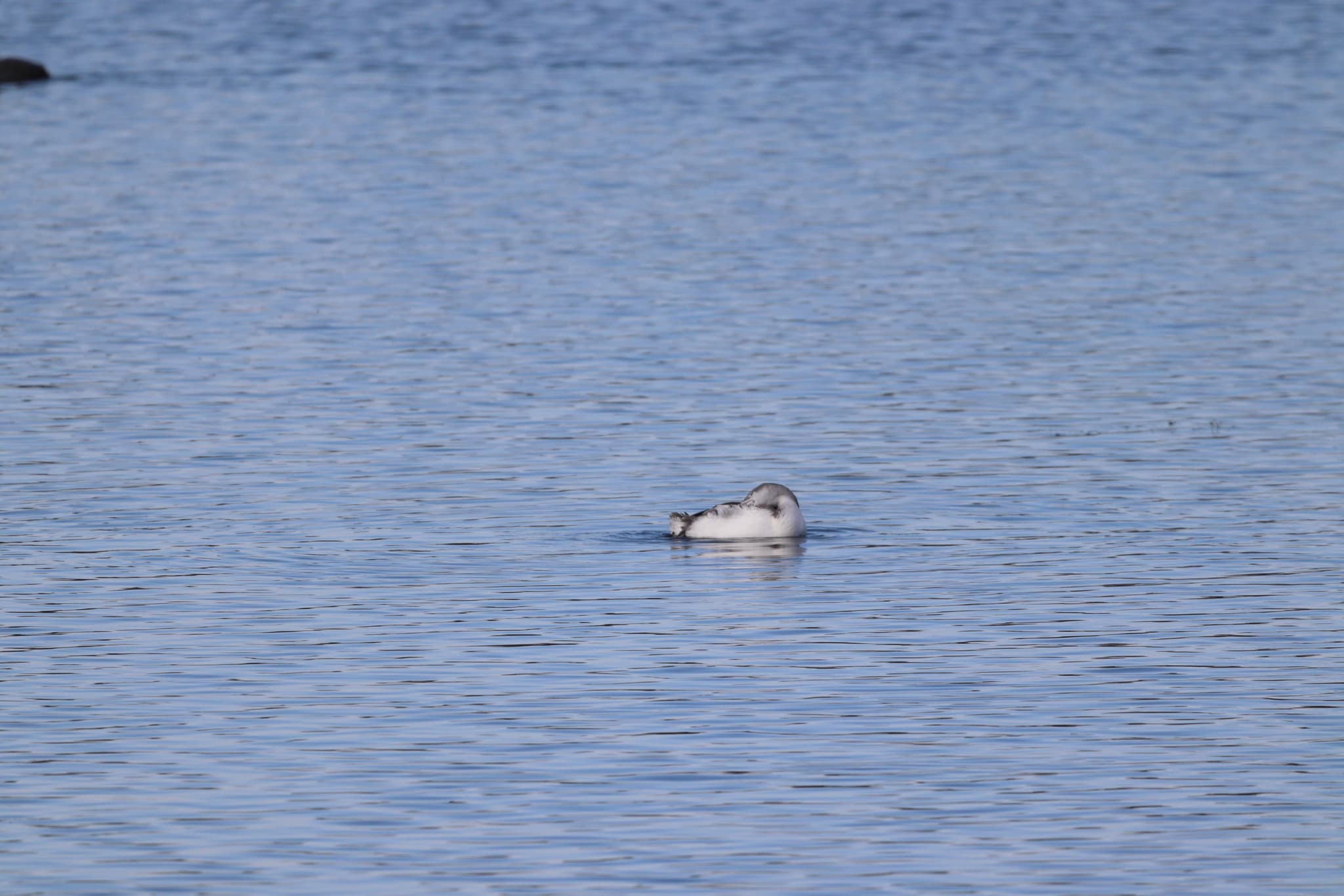 Red-throated Loon