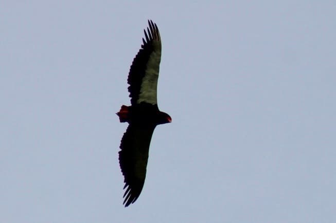 Bateleur
