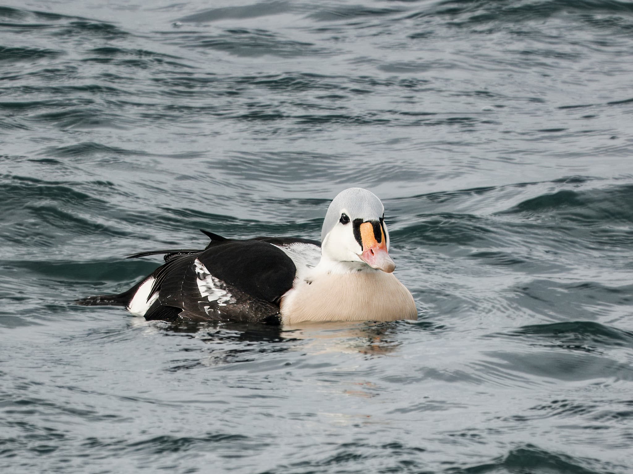 King Eider