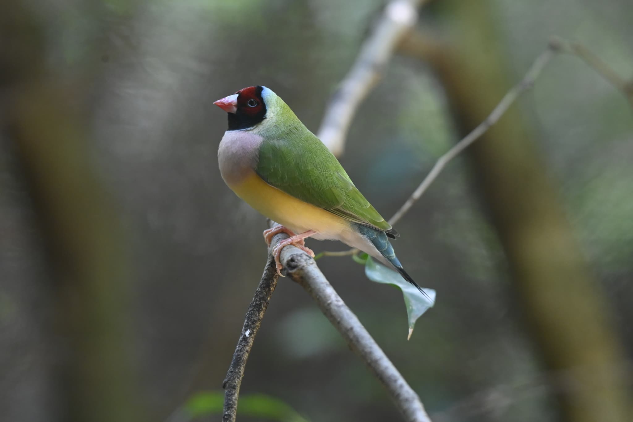 Gouldian Finch