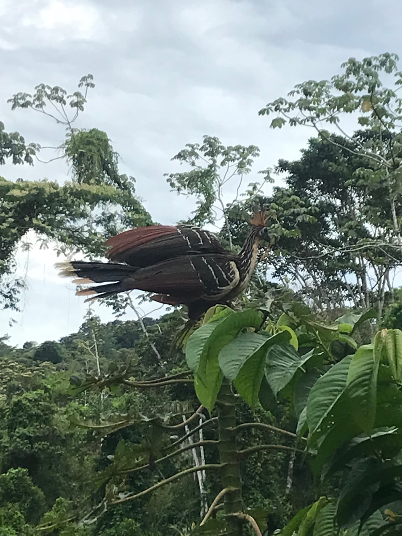 Hoatzin