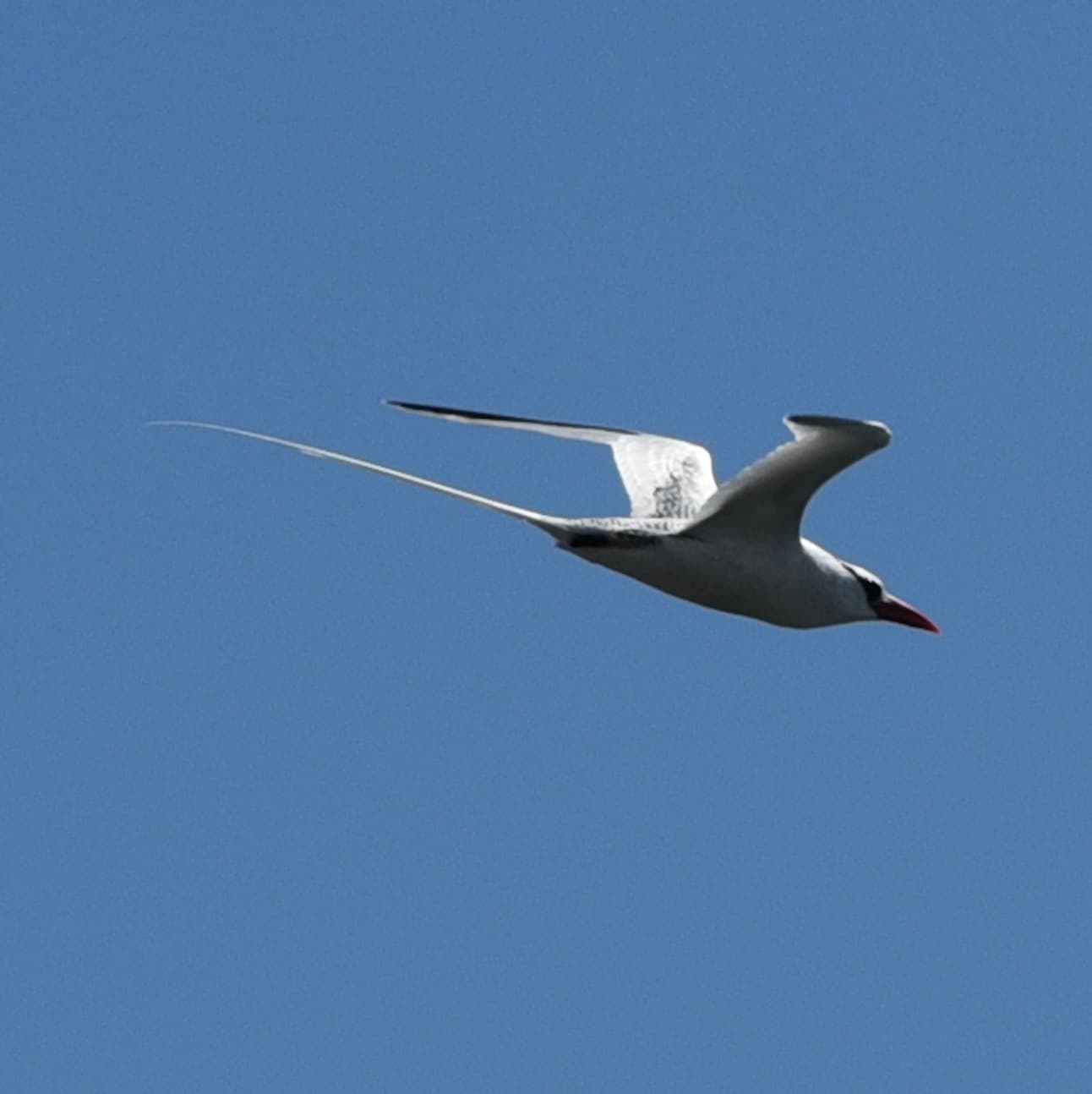 Red-billed Tropicbird
