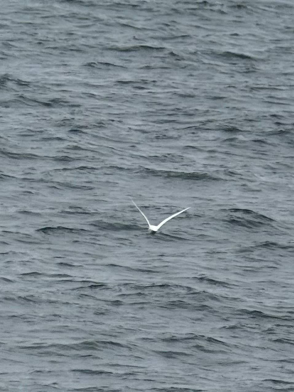Snow Petrel