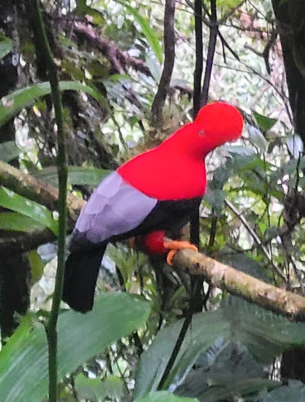 Andean Cock-of-the-rock
