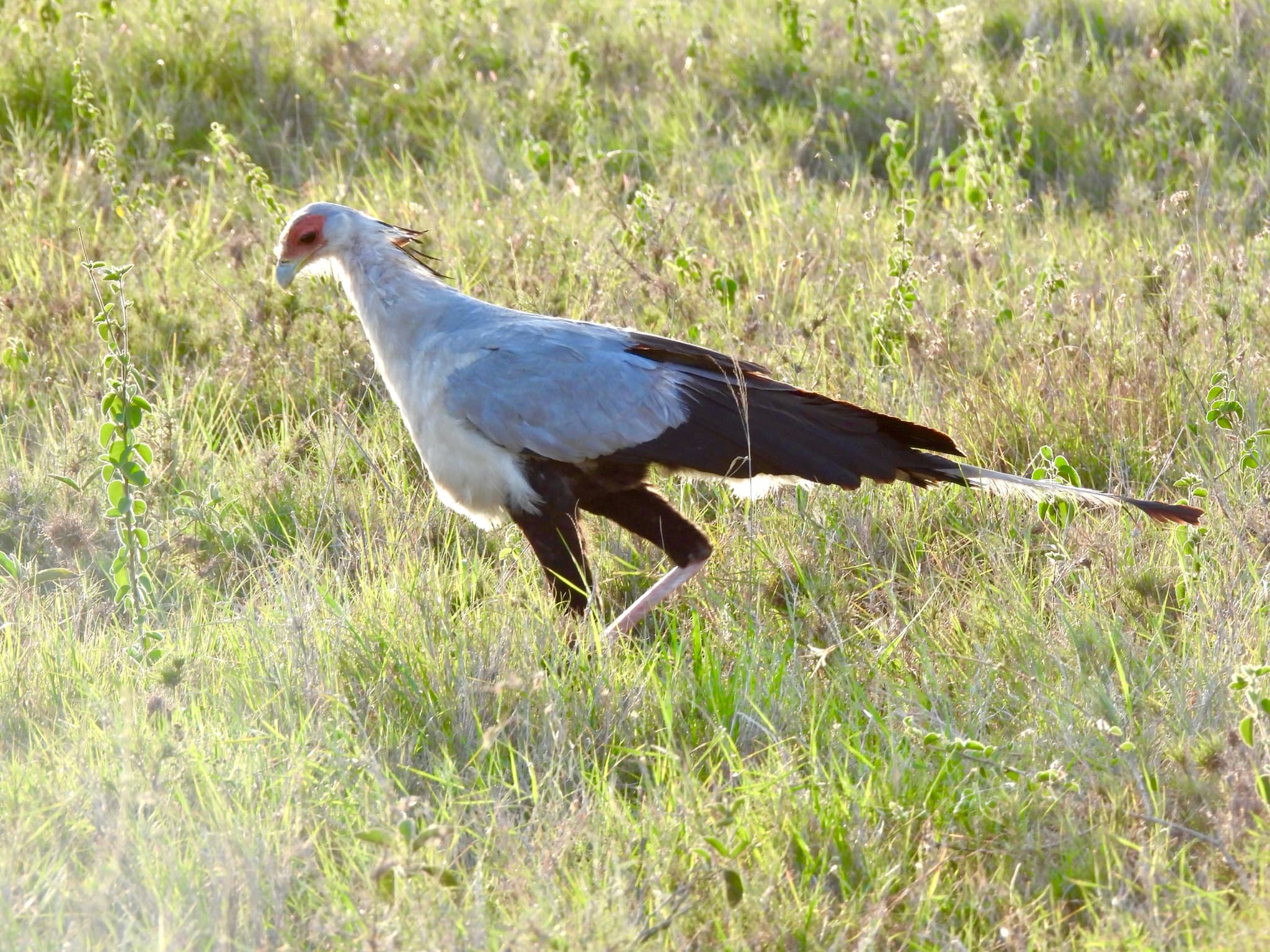 Secretarybird