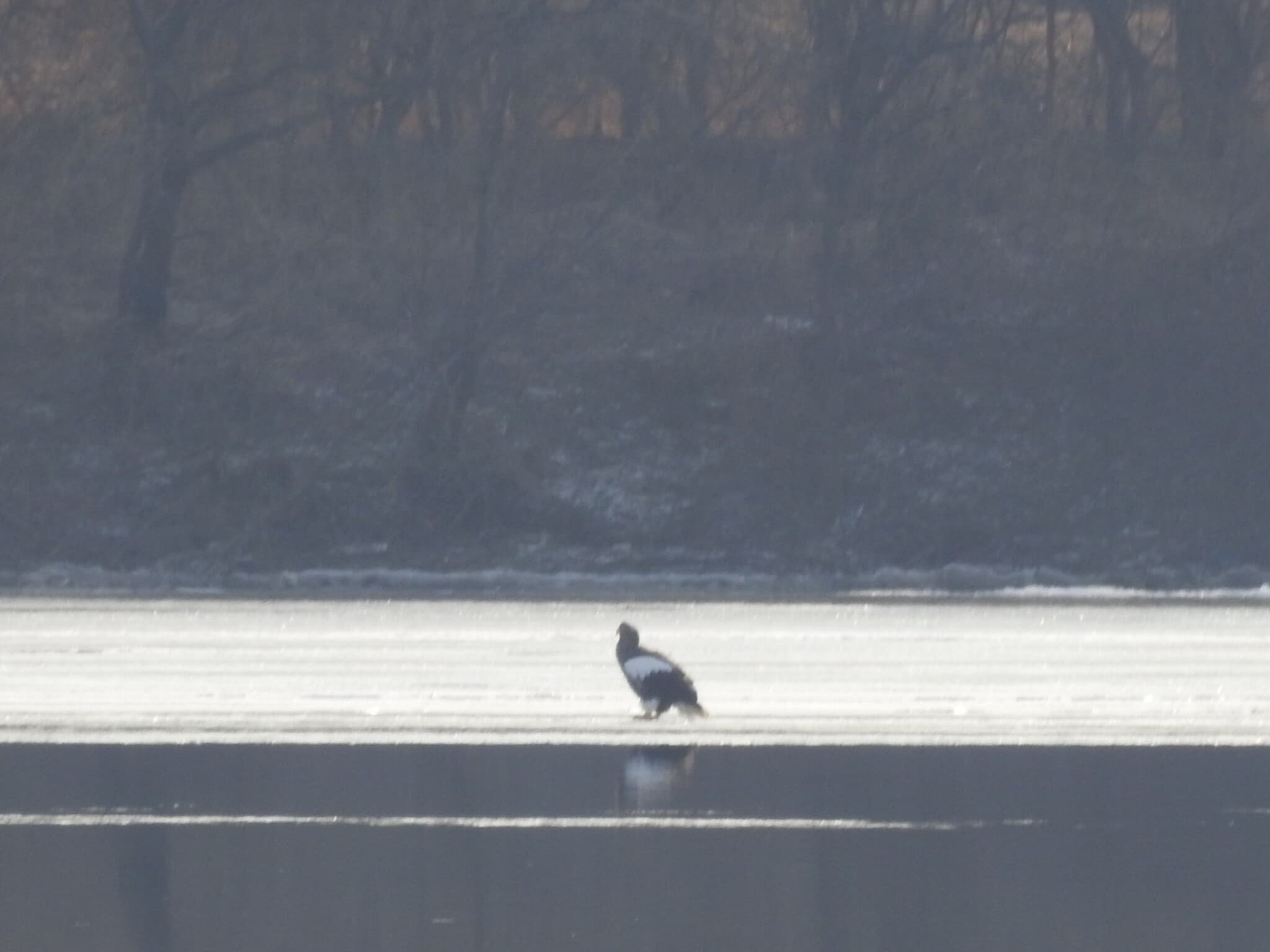 Steller's Sea Eagle