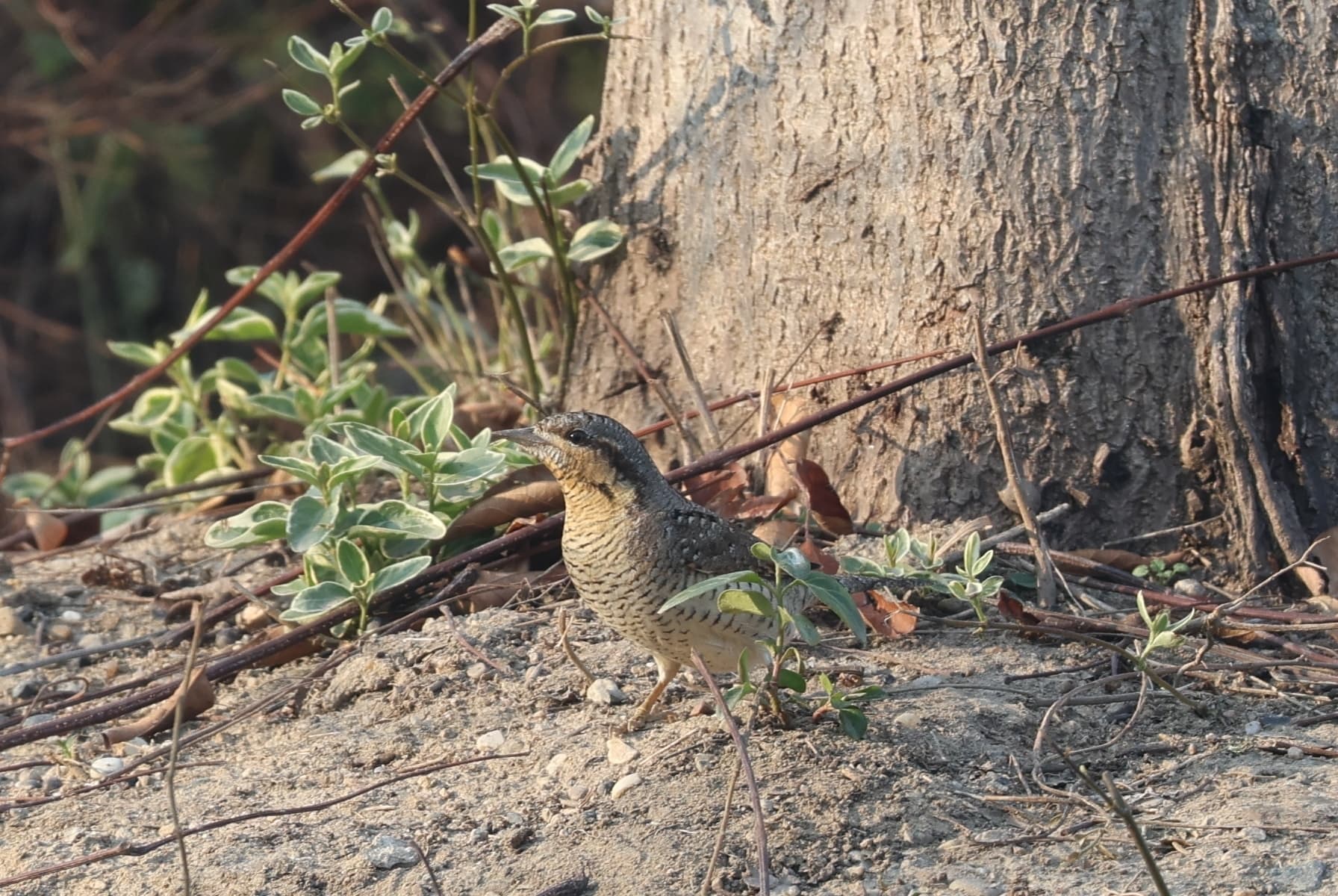 Eurasian Wryneck