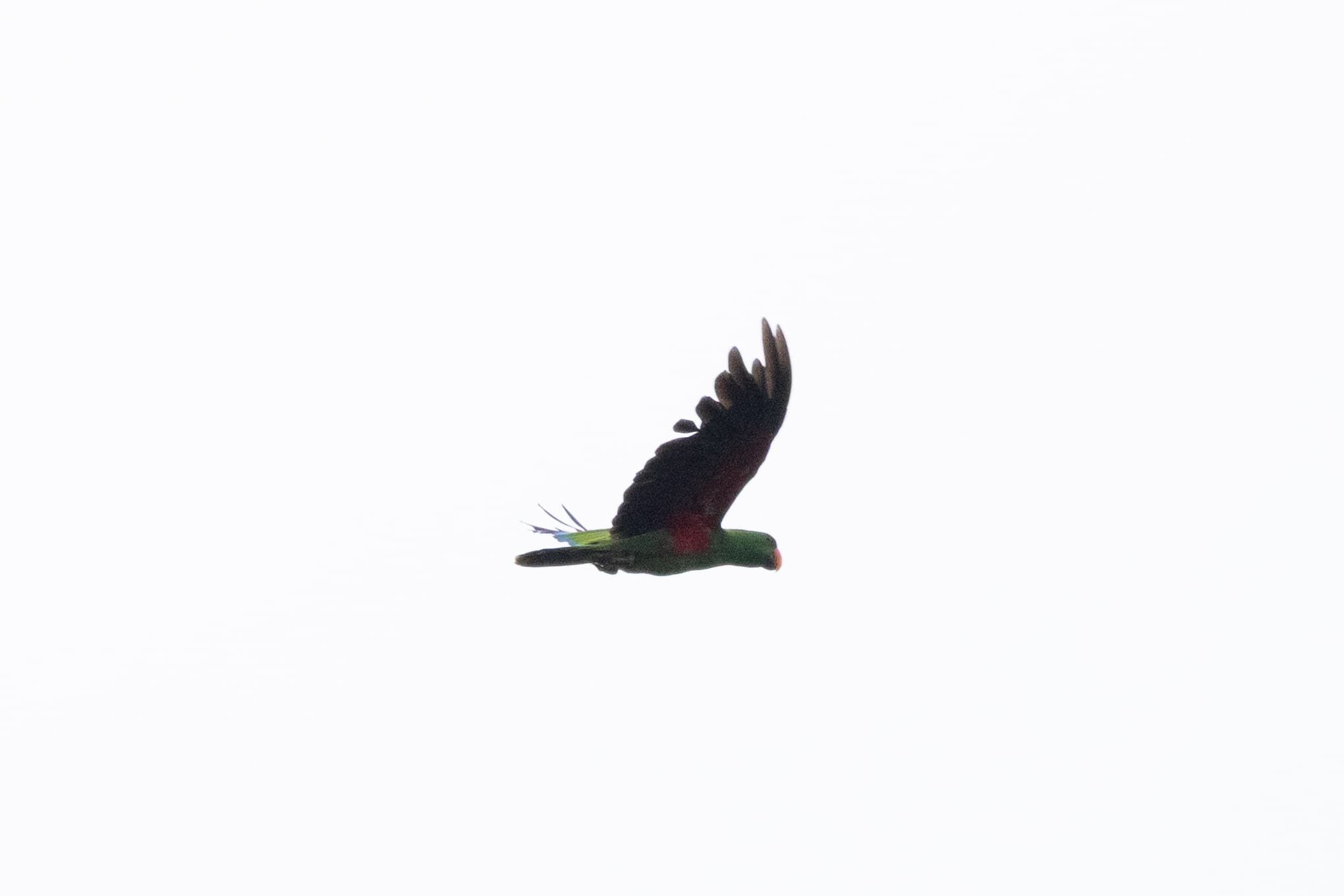 Eclectus Parrot