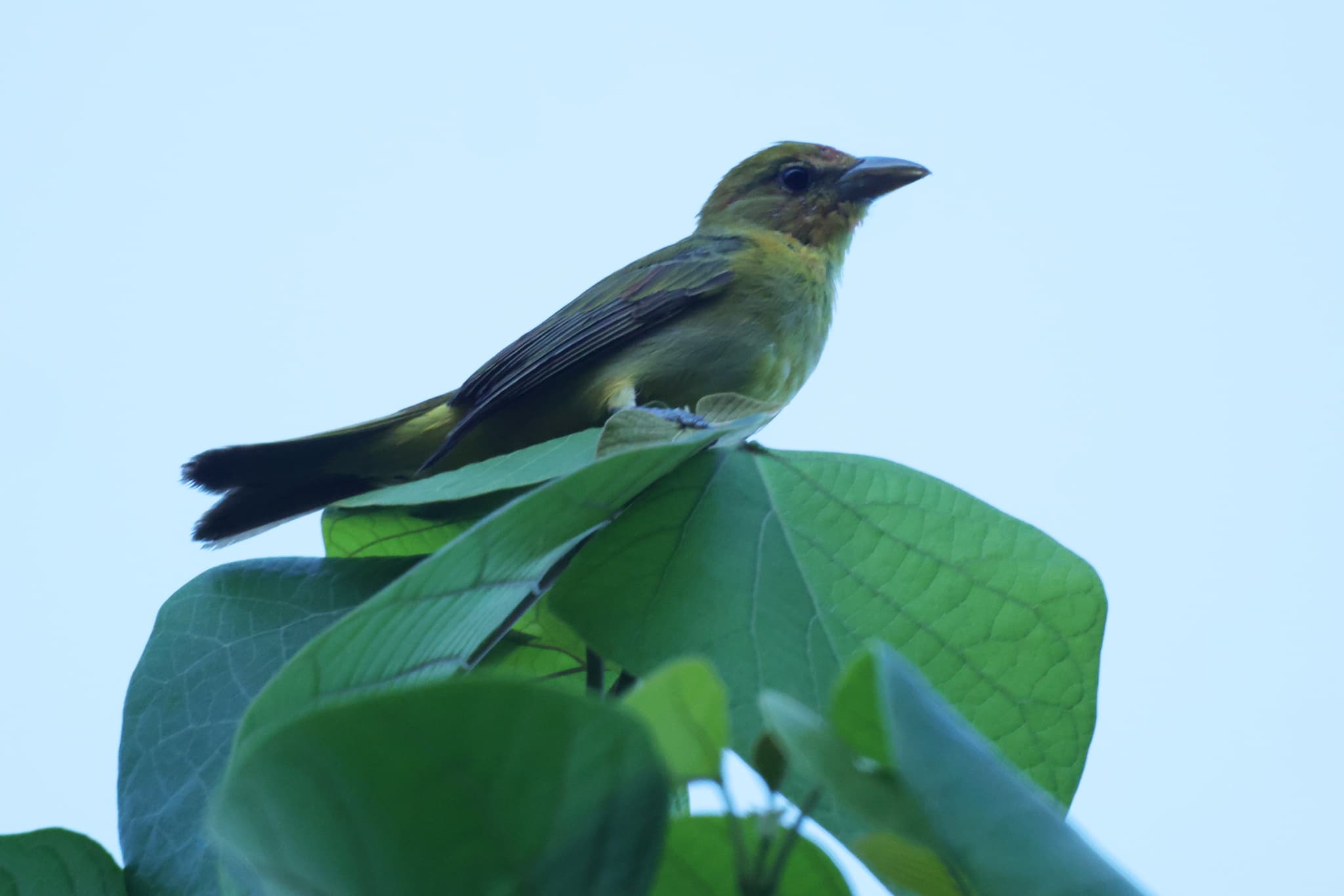 Scarlet Tanager