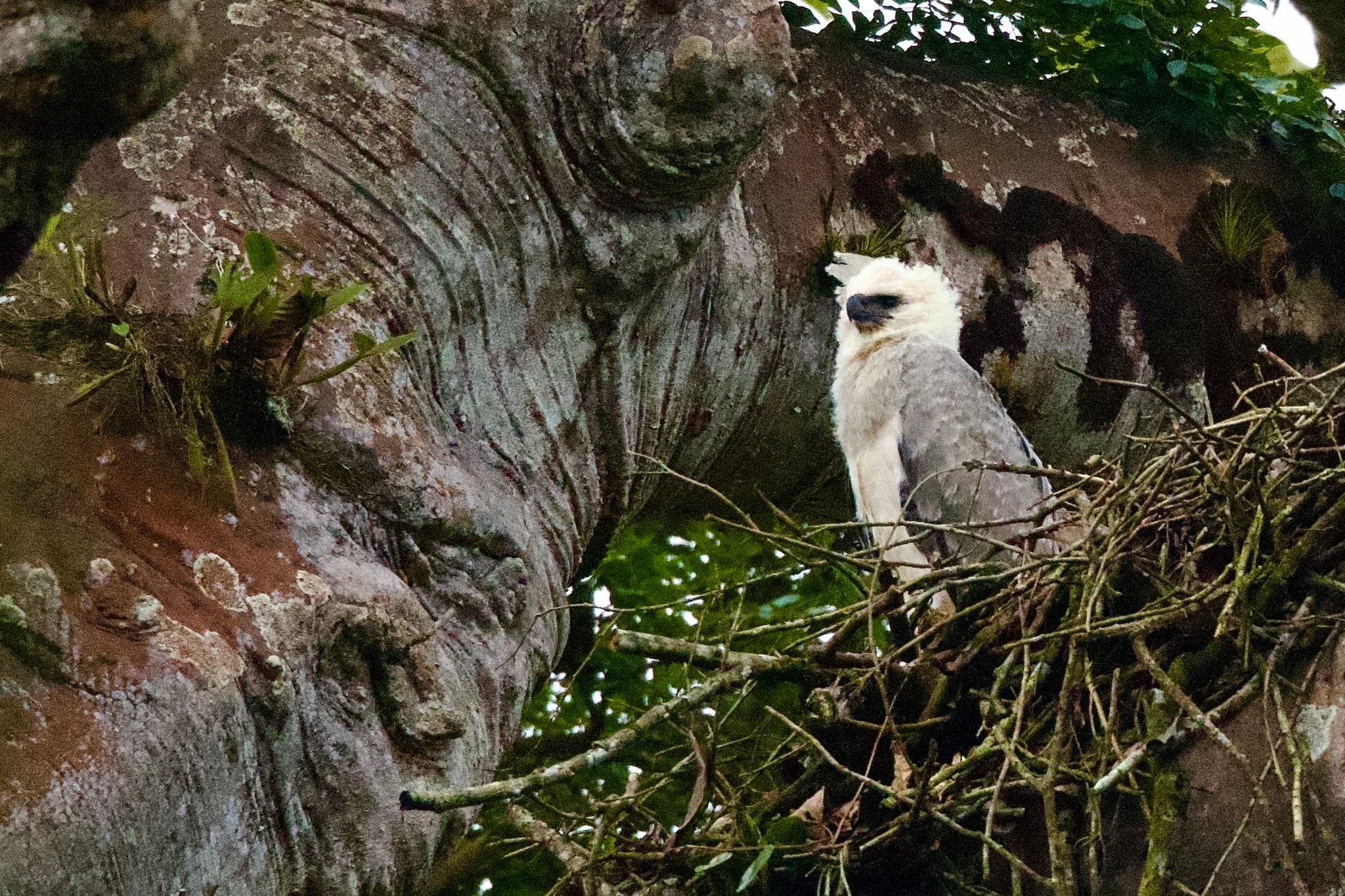 Harpy Eagle
