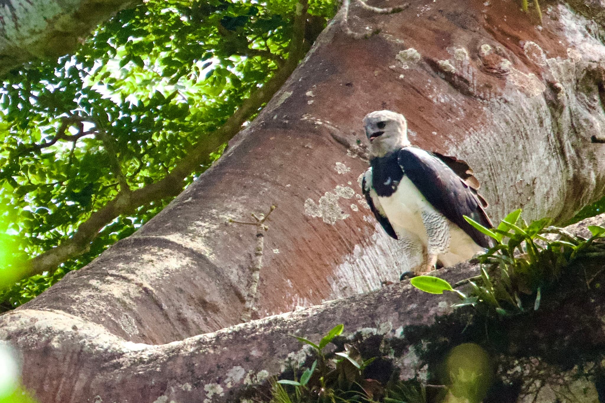 Harpy Eagle
