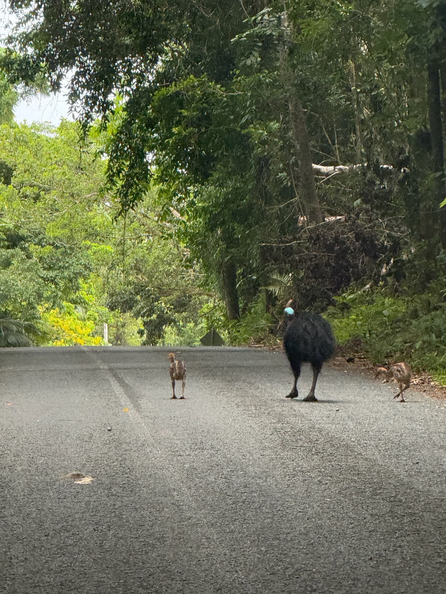 Southern Cassowary