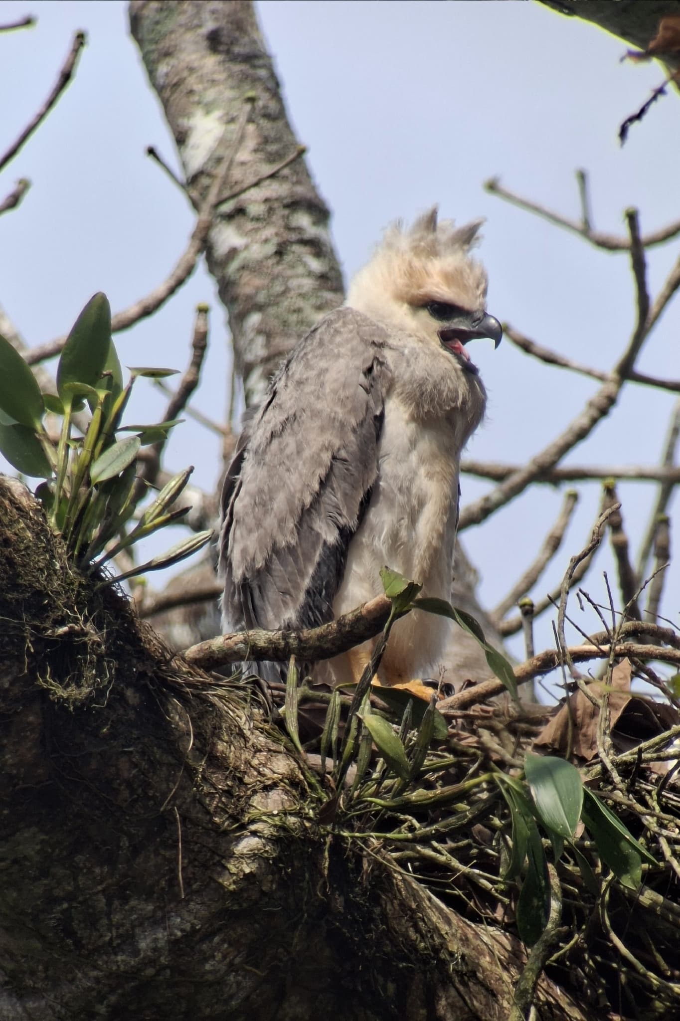 Harpy Eagle