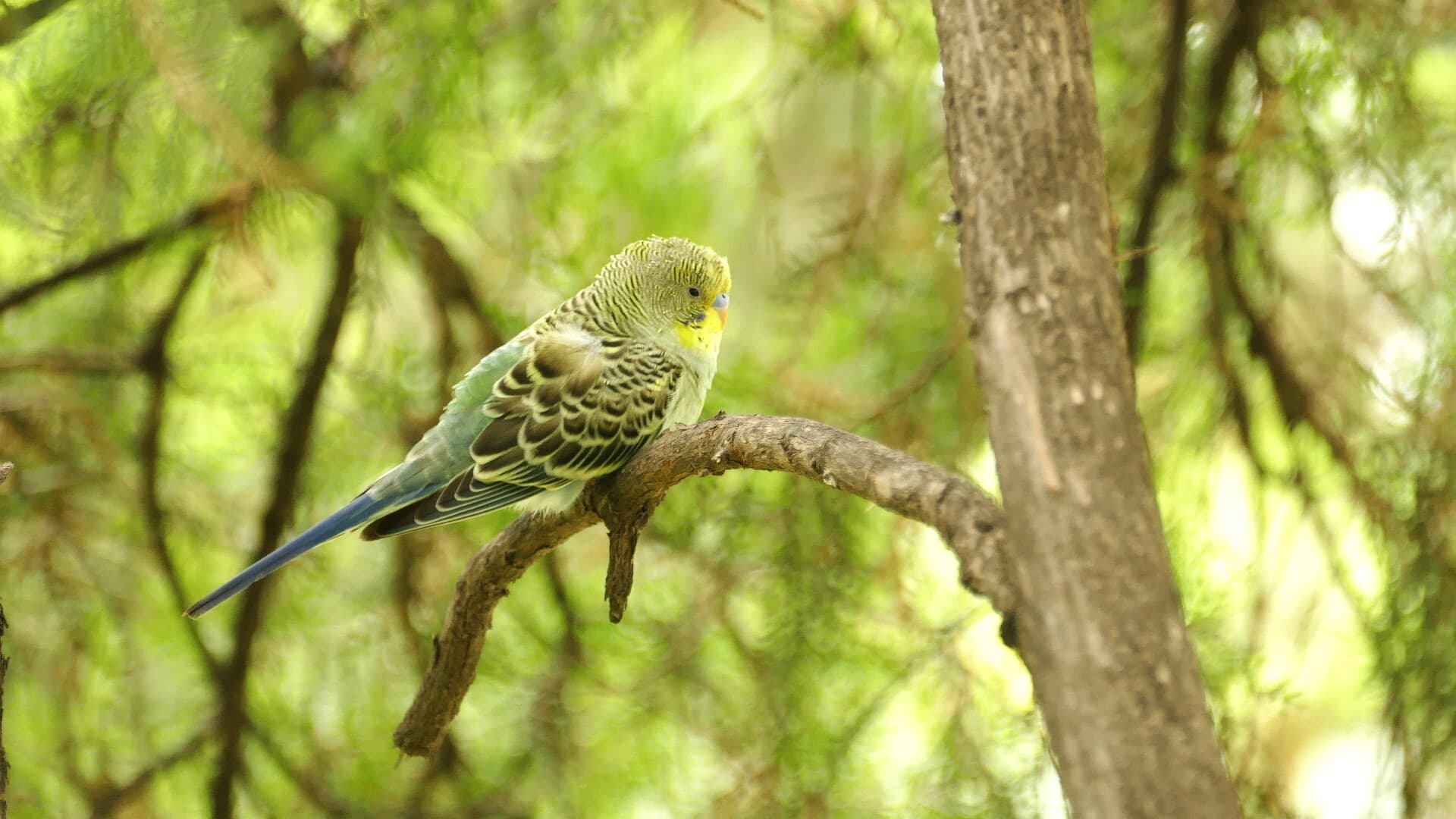 Budgerigar
