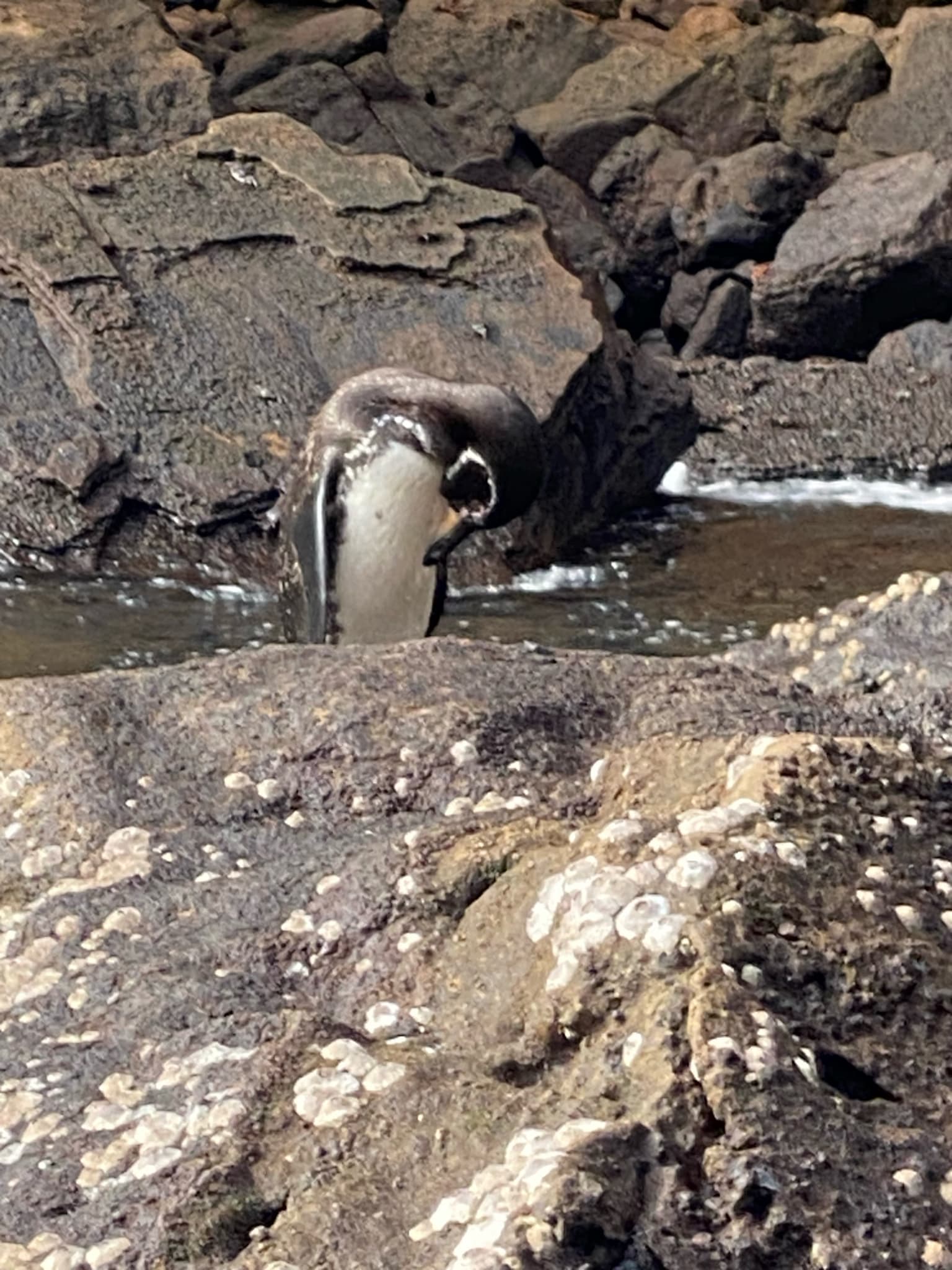Galapagos Penguin
