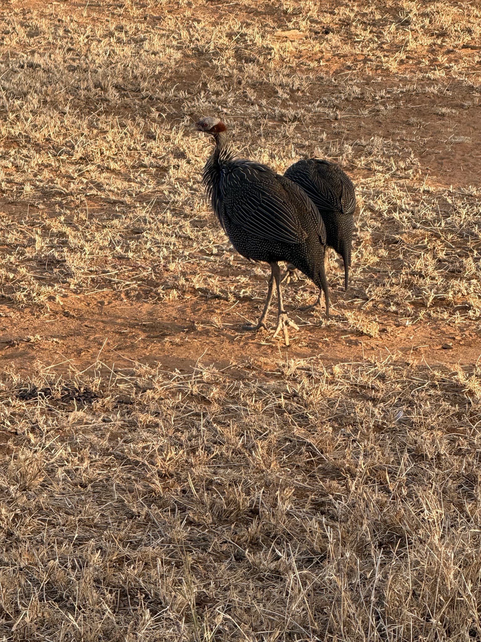 Vulturine Guineafowl