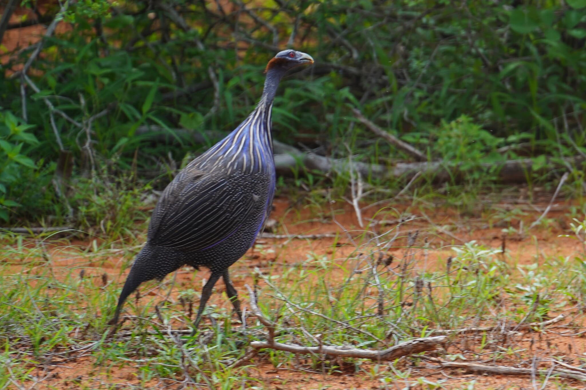 Vulturine Guineafowl