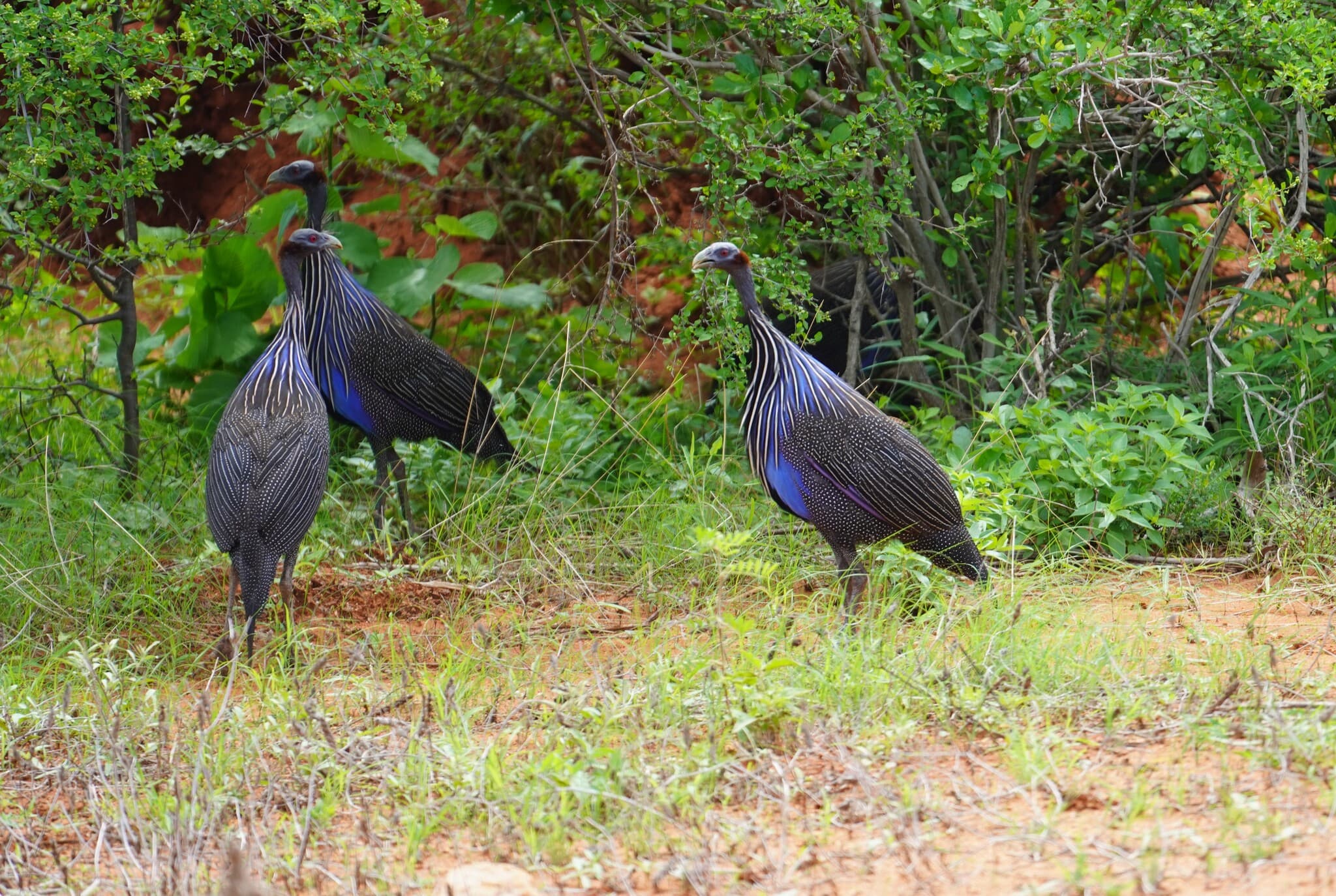 Vulturine Guineafowl