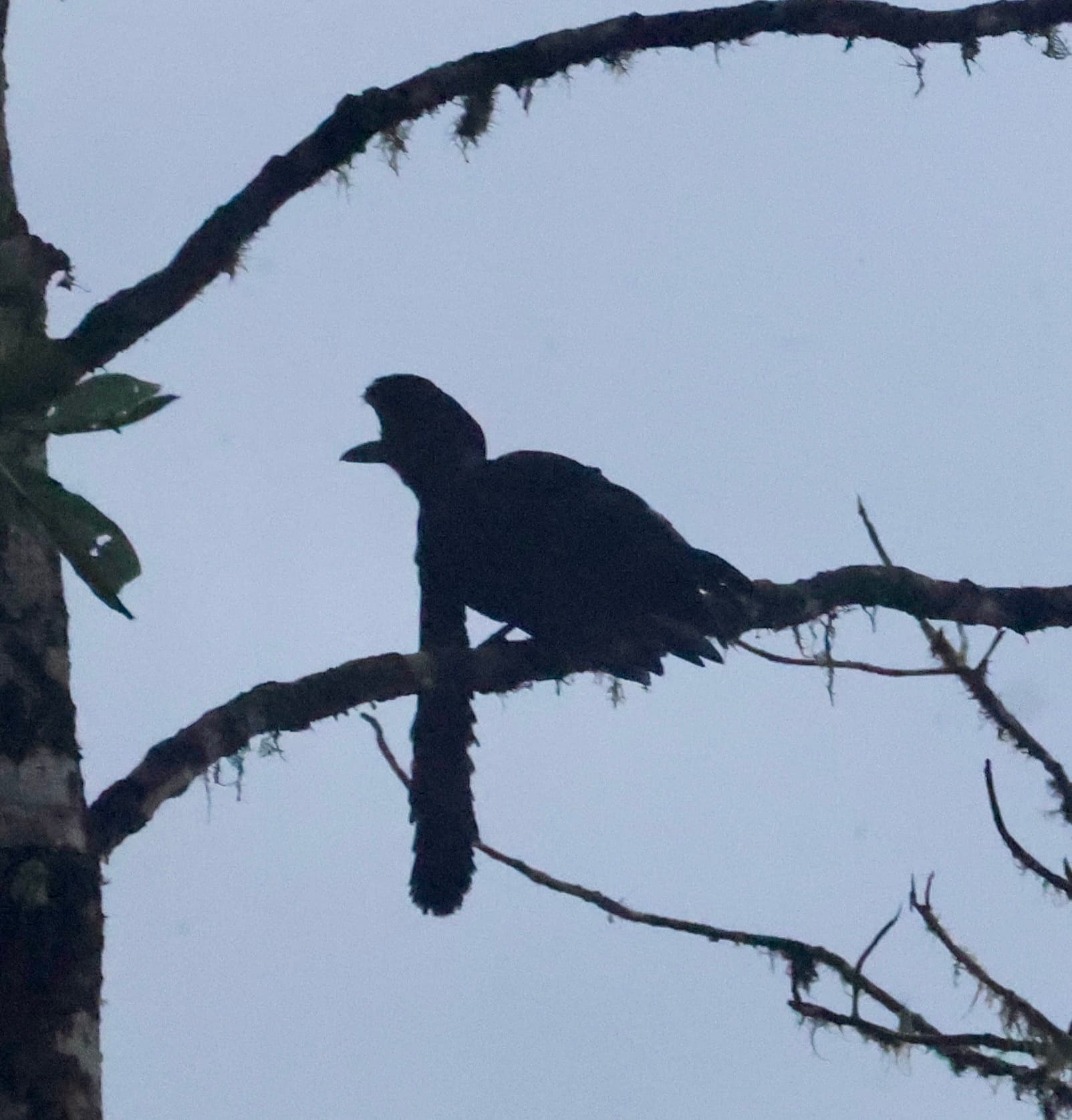 Long-wattled Umbrellabird