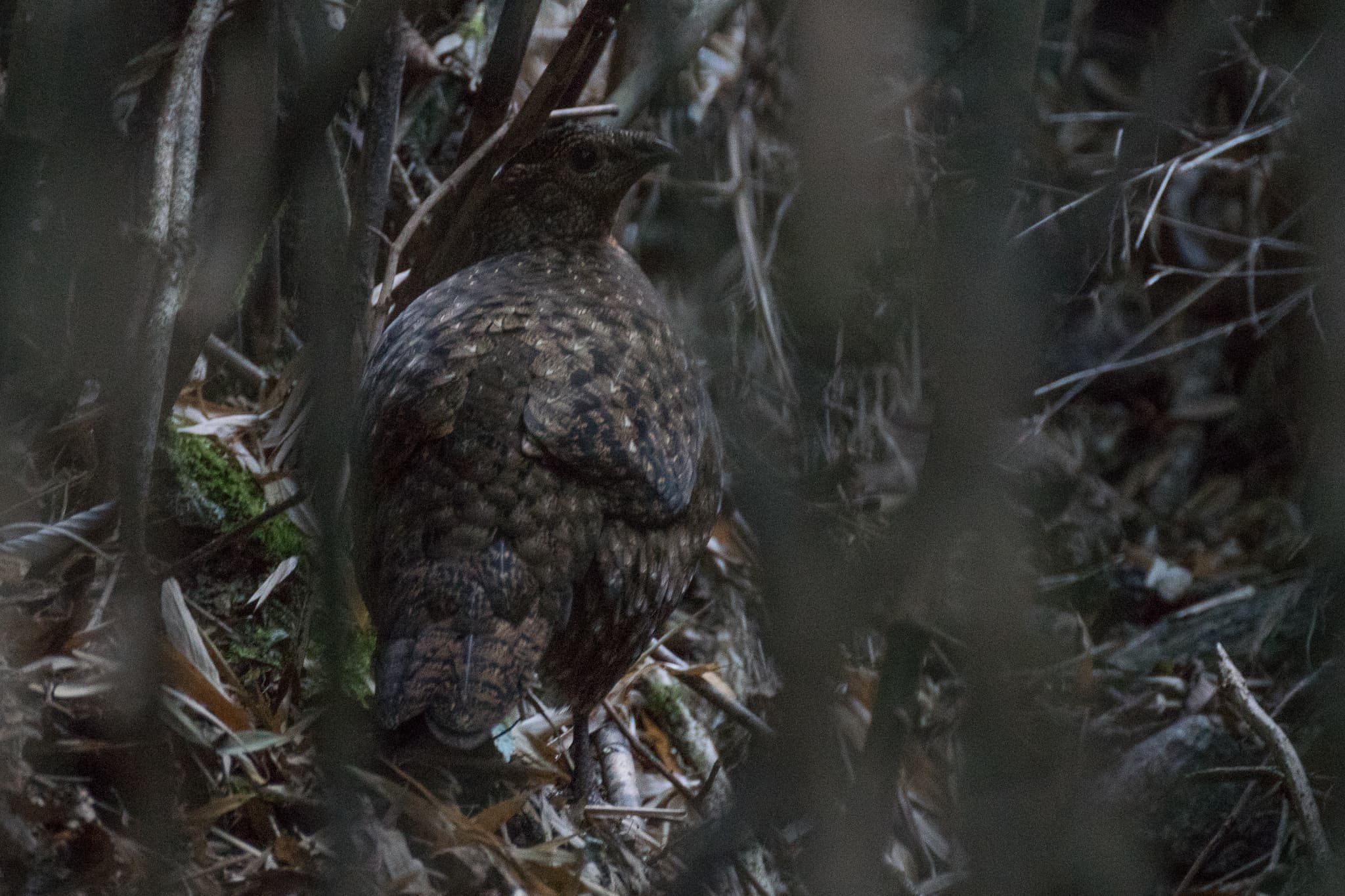 Satyr Tragopan